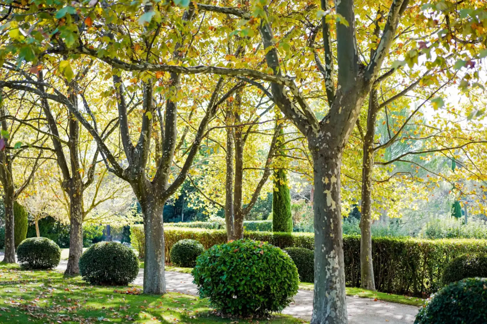 Réalisation paysagiste Saint-Rémy-de-Provence 45